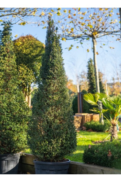 Тис ягідний Топіар Конус в контейнері